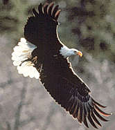 Bald-Eagle