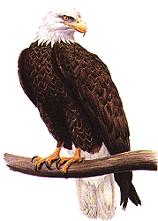 Bald-Eagle