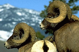 Bighorn