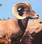 Bighorn