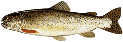 Cutthroat-Trout