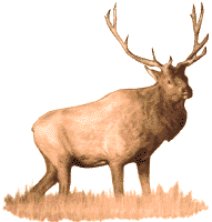 Elk