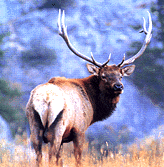 Elk