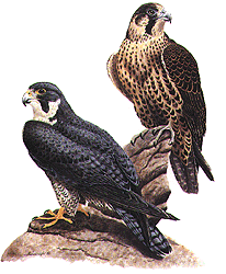 Falcons