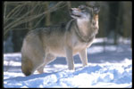 Photo of a wolf with head looking back