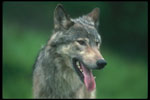 Photo of a wolf smiling