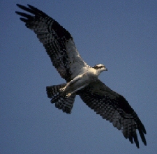 Photo of a hawk flying