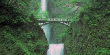 Photo of a bridge by a forest