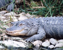 Photo of a crocodile laying on rocks