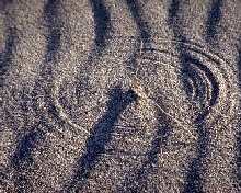 Close up of an unusual desert design