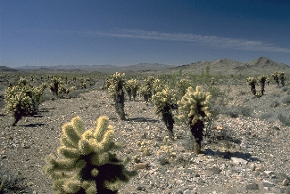 Photo of a desert