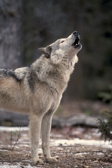 Closeup photo of a wolf howling