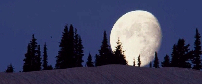 Photo of trees on a moonlit night