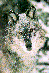 Photo of a wolf