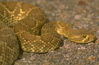 Photo of a snake crawling on a stone