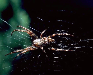 Photo of a spider on a web