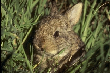 Photo of a rabbit with head peeking out of the burrow