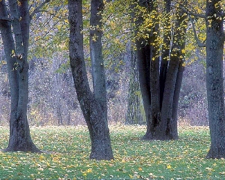 Photo of a forest with trees