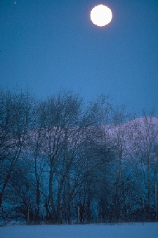 Photo of a forest on a moonlit night