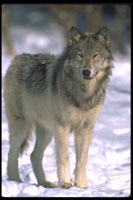 Photo of gray wolf on winter