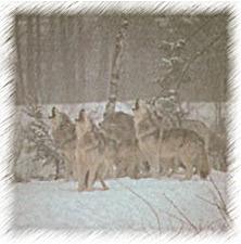 Photo of a pack of wolves howling during a snowstorm