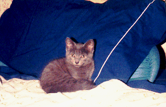 A picture of Kibbles as
a kitten. He is very small and dark grey. He is curled up on my
bed, lying against my pillow.