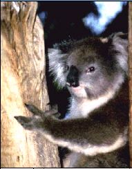 Koala