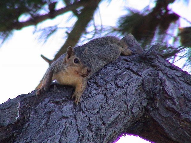 my friend in my backyard