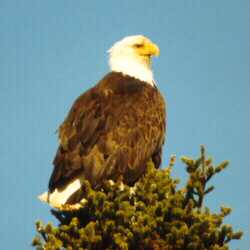 Chilkat Eagle Preserve