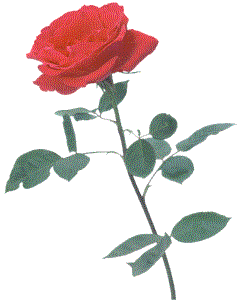 rose1.gif (10948 bytes)