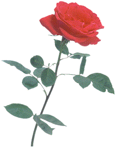 rose1a.gif (10939 bytes)