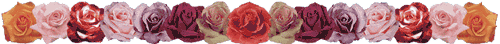 rose banner