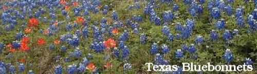 Bluebonnets and Indian Paintbrush