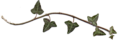 ivy stem