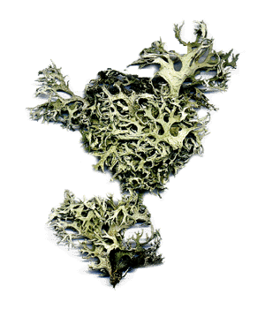 lichen