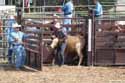 steer wrestling 2003 p3