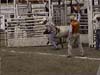 steer wrestling 2003 p6