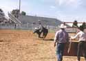 Steer Riding p30