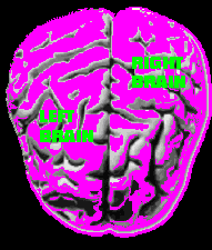 NETBRAIN