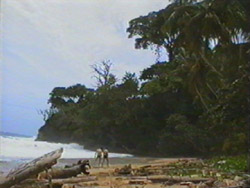 The beautiful beach of Manzanillo, and you can notice the ant size us walking on the beach