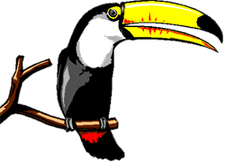 A Proud Tico Toucan