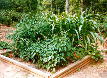 Vegetable garden