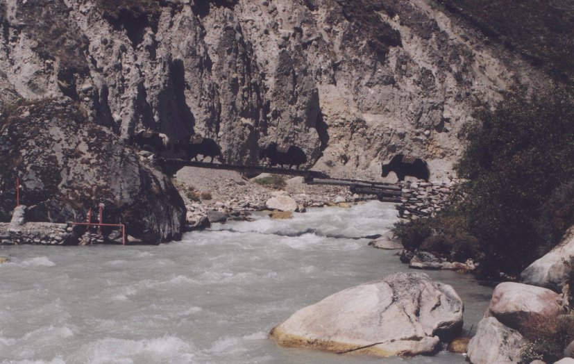 Yaks crossing bridge