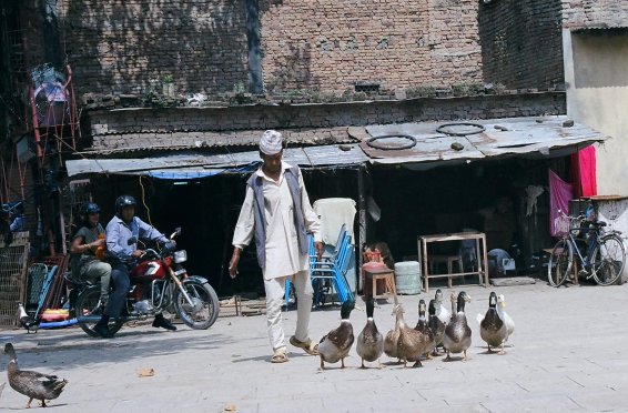 man with ducks