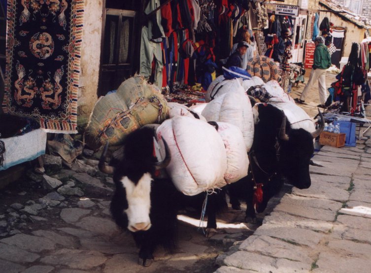 Yak train through Namche