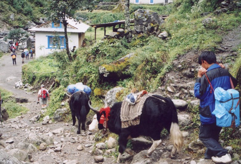 Yaks have right of way!