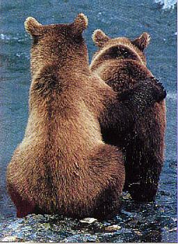 Isn't this a great picture? It was taken in Alaska.