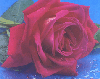 a rose