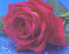 a rose