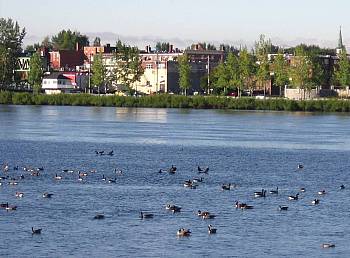 Ducks and geese on the river